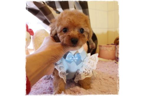 成約済の岡山県のタイニープードル-114042の1枚目