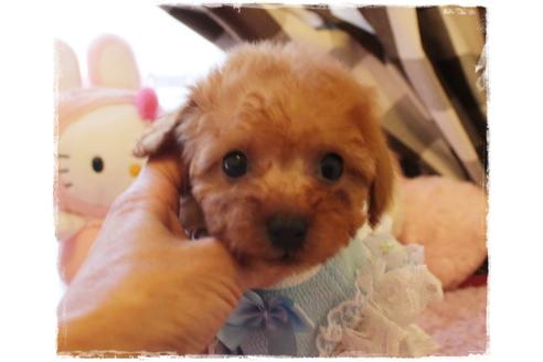 成約済の岡山県のタイニープードル-114042の4枚目