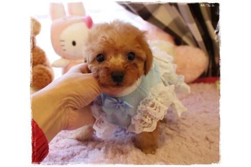 成約済の岡山県のタイニープードル-114042の2枚目