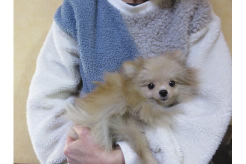 成約済の愛知県のポメラニアン-117833の8枚目