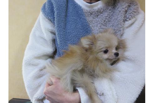 成約済の愛知県のポメラニアン-117833の7枚目