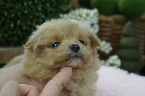 成約済の京都府のポメプー:ポメラニアン×トイプードル-116385