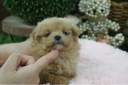 成約済の京都府のポメプー:ポメラニアン×トイプードル-116385の2枚目