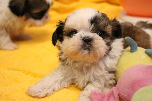 成約済の愛知県のシーズー-113983の16枚目