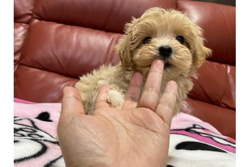 成約済の秋田県のマルプー:マルチーズ×トイプードル-113481の4枚目