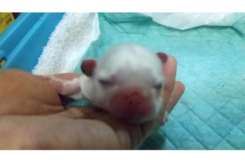 成約済の愛知県のペキニーズ-117923の8枚目