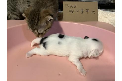 成約済の静岡県の狆 (チン)-117930の5枚目