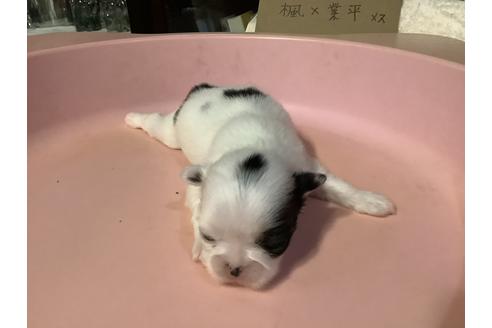 成約済の静岡県の狆 (チン)-117930の4枚目