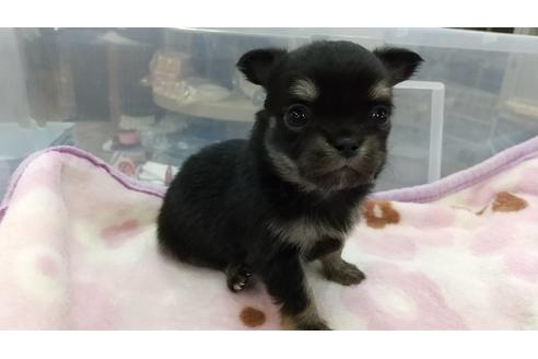 成約済の愛知県のチワワ(ロングコート)-117970の2枚目