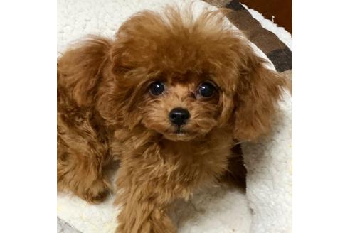 成約済の広島県のティーカッププードル-109376の6枚目