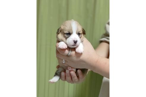 成約済の埼玉県のウェルシュコーギーペンブローク-116560の3枚目