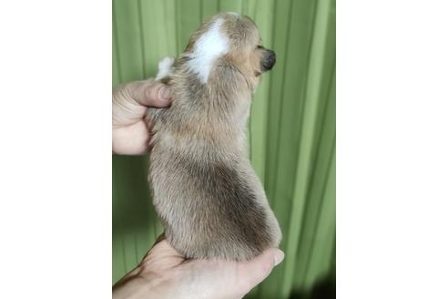 成約済の埼玉県のウェルシュコーギーペンブローク-116560の2枚目