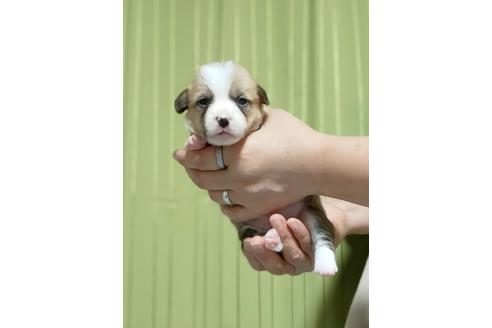 成約済の埼玉県のウェルシュコーギーペンブローク-116558