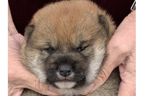成約済の長崎県の柴犬-118022