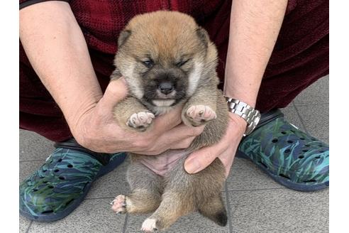 成約済の長崎県の柴犬-118022の5枚目