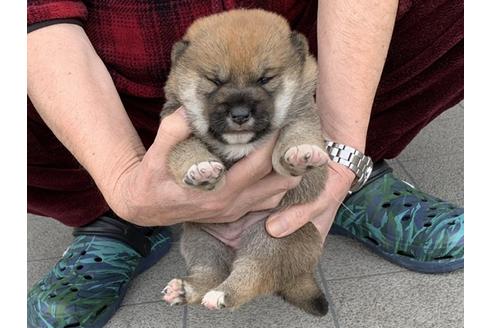 成約済の長崎県の柴犬-118022の4枚目
