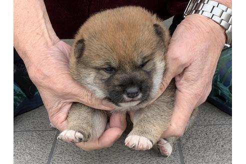 成約済の長崎県の柴犬-118022の3枚目