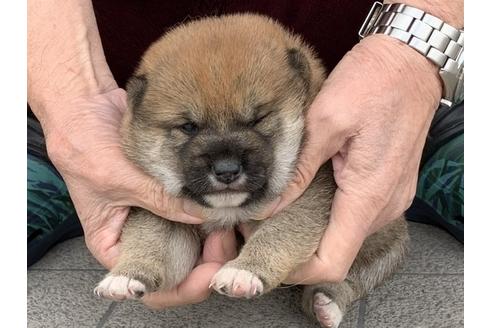 成約済の長崎県の柴犬-118022の2枚目