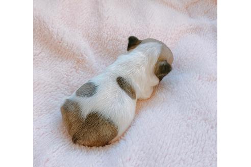 成約済の山口県のフレンチブルドッグ-117734の3枚目