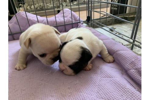 成約済の茨城県のフレンチブルドッグ-118060の10枚目