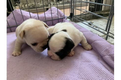 成約済の茨城県のフレンチブルドッグ-118060の10枚目