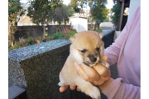 成約済の福岡県の豆柴-118059の1枚目