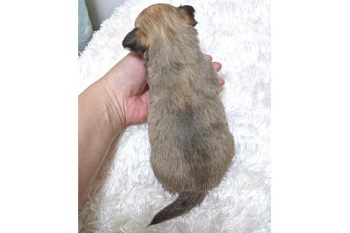 成約済の東京都のチワワ(ロングコート)-115846の6枚目