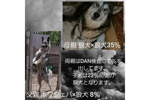 成約済の北海道のミックス犬-118071の2枚目