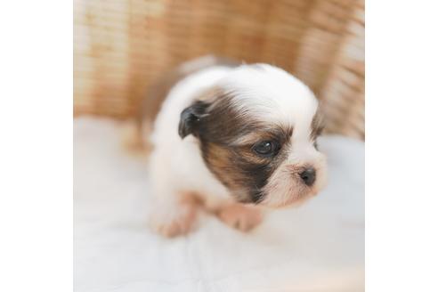 成約済の愛媛県のシーズー-118111の6枚目