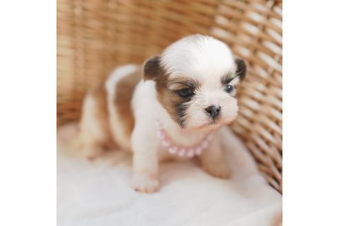 成約済の愛媛県のシーズー-118111の5枚目