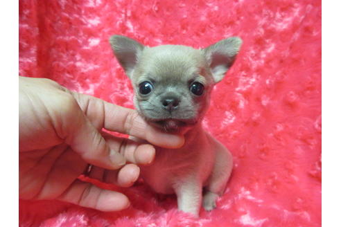 成約済の京都府のチワワ(スムースコート)-118122