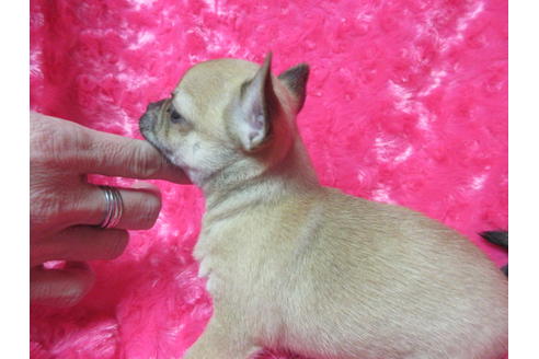 成約済の京都府のチワワ(スムースコート)-118122の3枚目