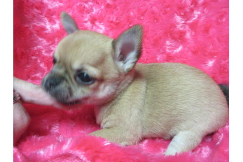 成約済の京都府のチワワ(スムースコート)-118123の3枚目