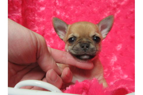 成約済の京都府のチワワ(スムースコート)-118123の2枚目