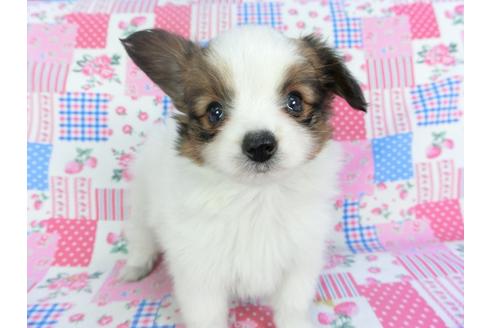 成約済の千葉県のパピヨン-116637の1枚目