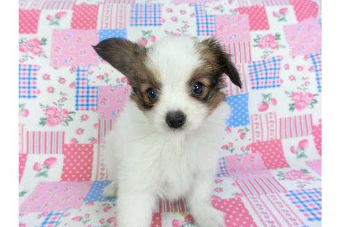 成約済の千葉県のパピヨン-116637の4枚目