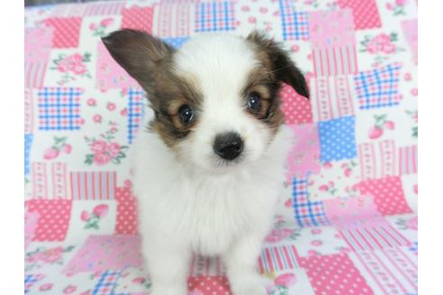 成約済の千葉県のパピヨン-116637の3枚目