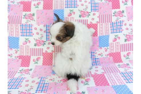 成約済の千葉県のパピヨン-116637の2枚目