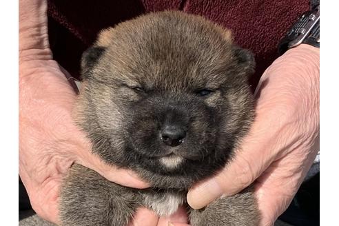 成約済の長崎県の柴犬-118171