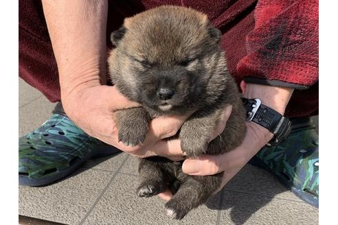 成約済の長崎県の柴犬-118171の5枚目