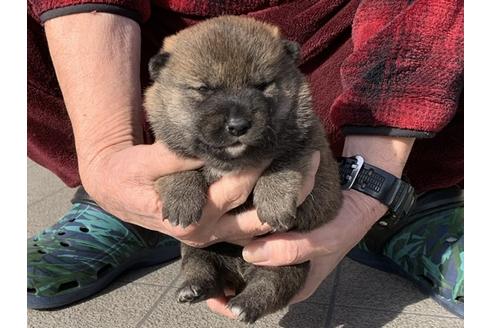 成約済の長崎県の柴犬-118171の4枚目