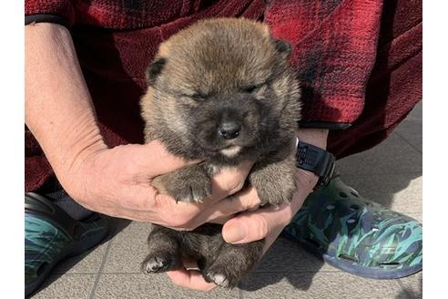 成約済の長崎県の柴犬-118171の3枚目