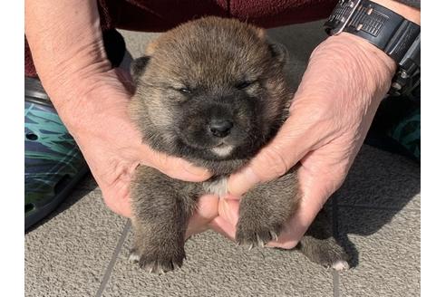 成約済の長崎県の柴犬-118171の2枚目