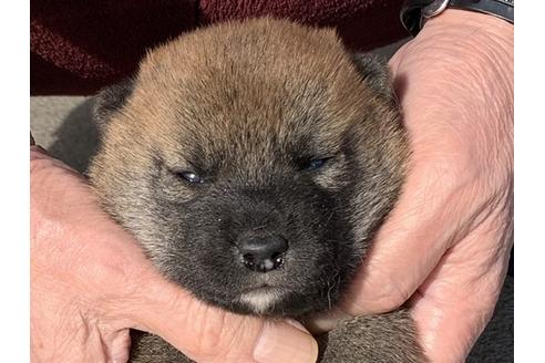 成約済の長崎県の柴犬-118172の1枚目