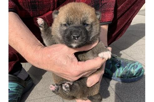 成約済の長崎県の柴犬-118172の5枚目