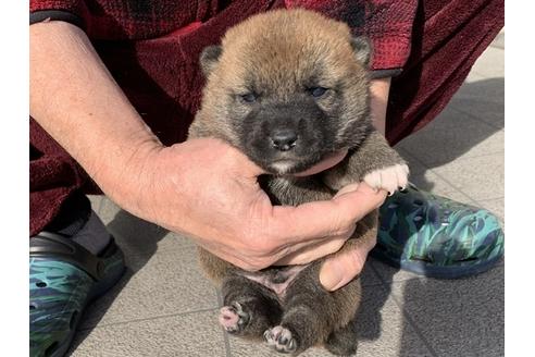 成約済の長崎県の柴犬-118172の4枚目