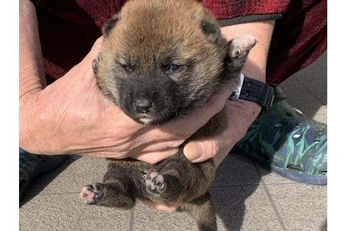 成約済の長崎県の柴犬-118172の3枚目