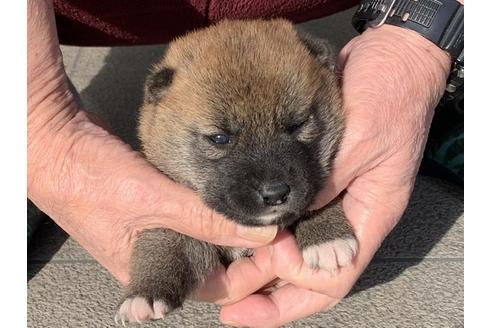 成約済の長崎県の柴犬-118172の2枚目