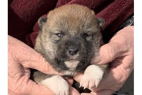 成約済の長崎県の柴犬-118173の1枚目