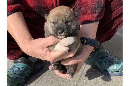 成約済の長崎県の柴犬-118173の5枚目